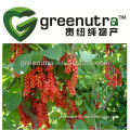 Schisandra Extract